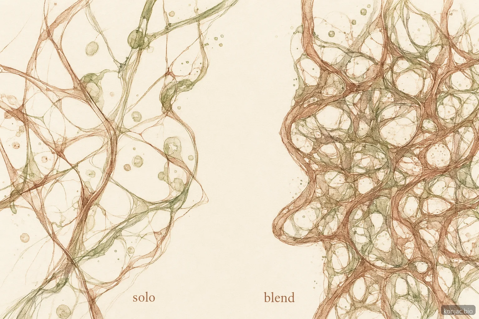 Konjac gum blends can form tighter gel networks with synergistic hydrocolloids than konjac used alone.