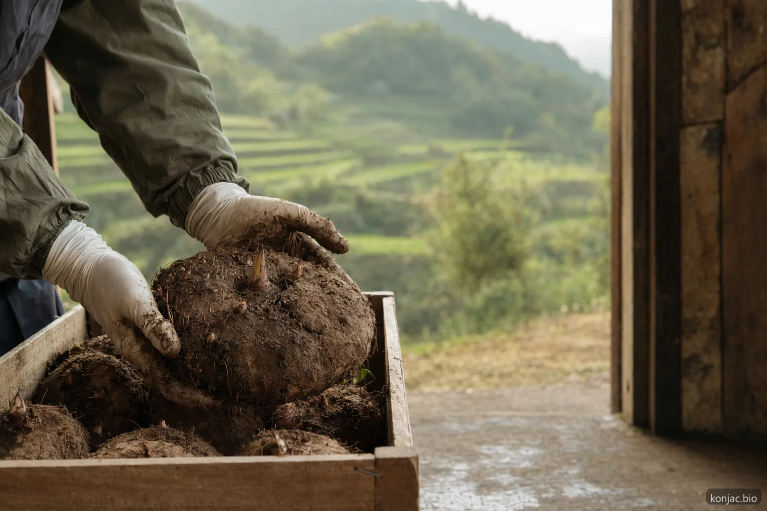 private-label shirataki sourcing starts with konjac corms moving from terraced fields into a small workshop.