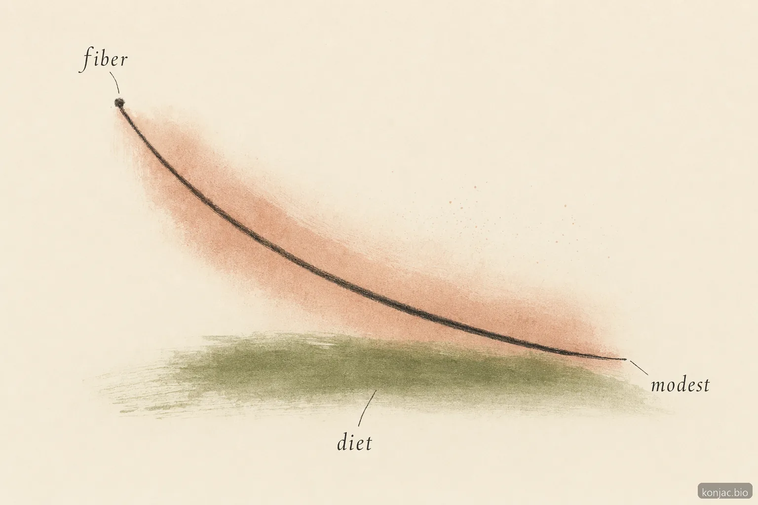 glucomannan lose weight evidence curve shows benefits are modest and strongest when fiber supports a calorie-controlled diet.