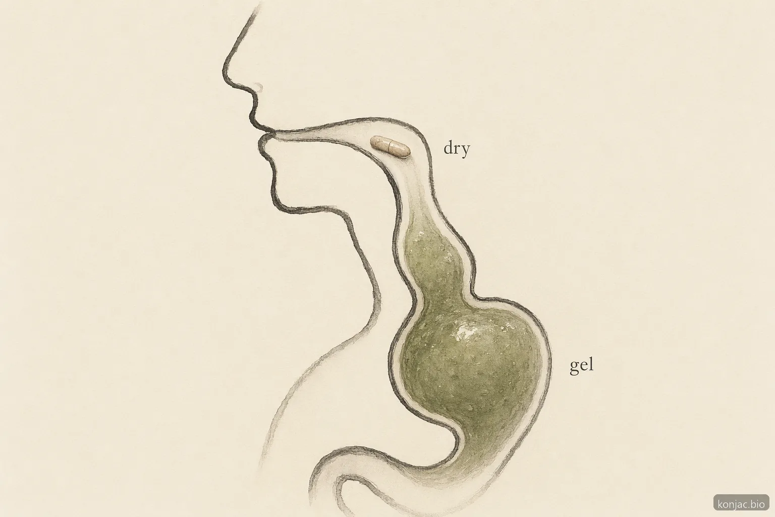 glucomannan side effects can become serious when dry capsules swell into gel before reaching the stomach
