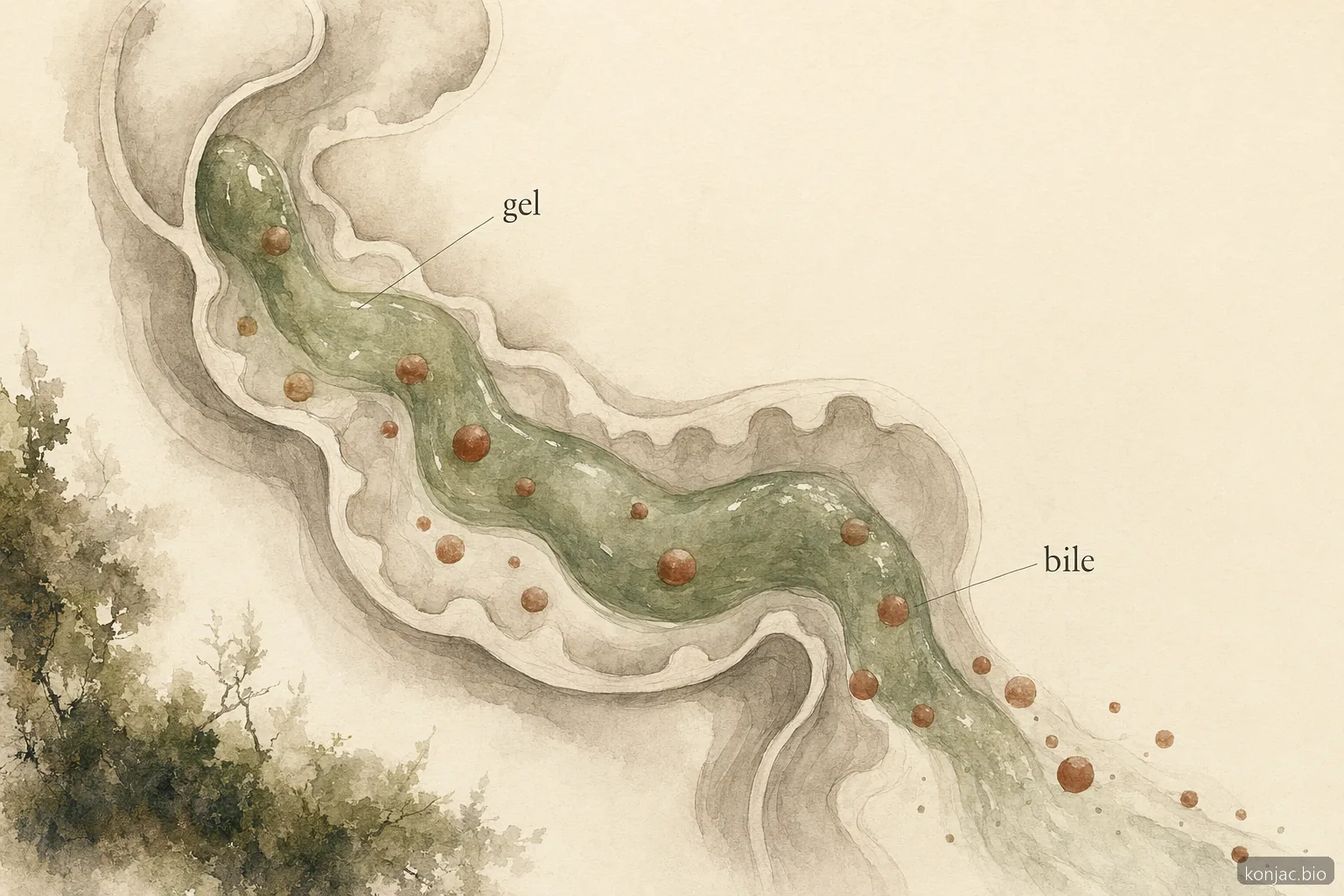 glucomannan and cholesterol mechanism: viscous gel in the gut can trap bile components for excretion