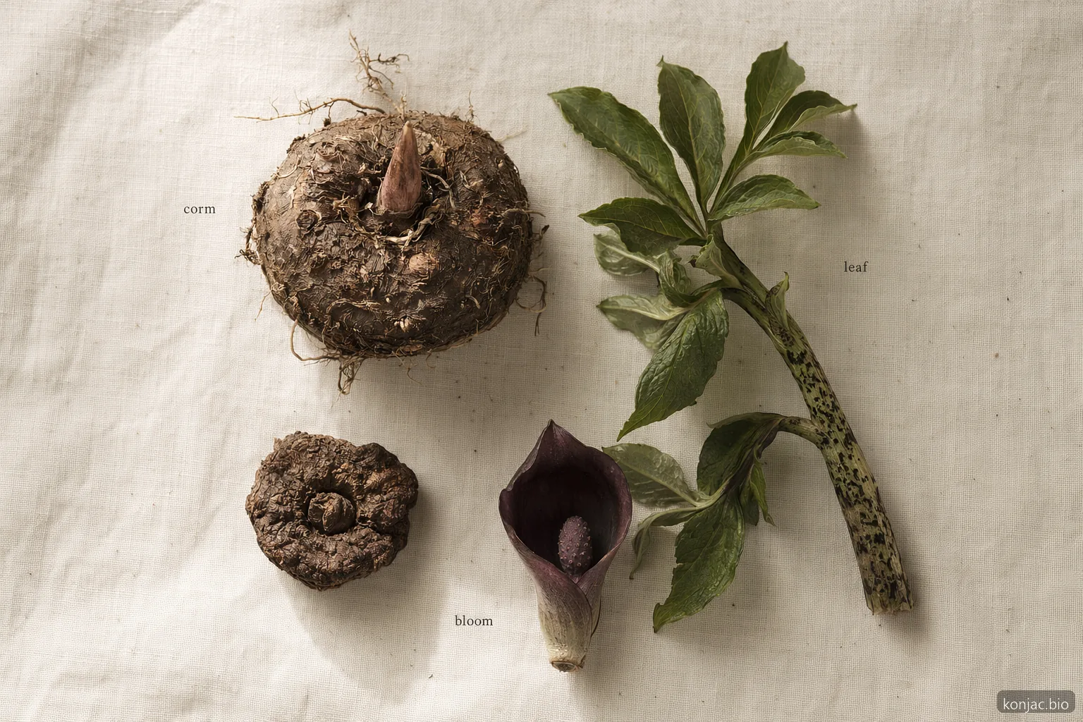 amorphophallus konjac voodoo lily growth cycle centers on a corm, seasonal leaf, dormancy, and occasional bloom