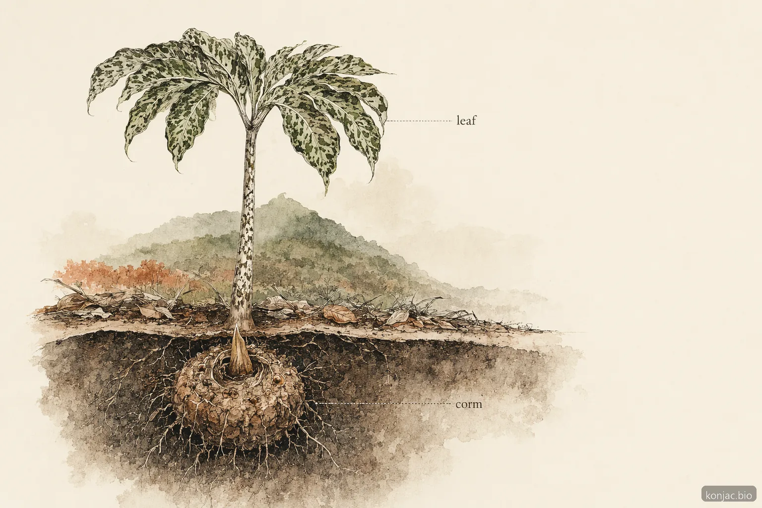 konjac japanese cultivation centers on corms grown in upland fields, where the edible storage organ matures underground