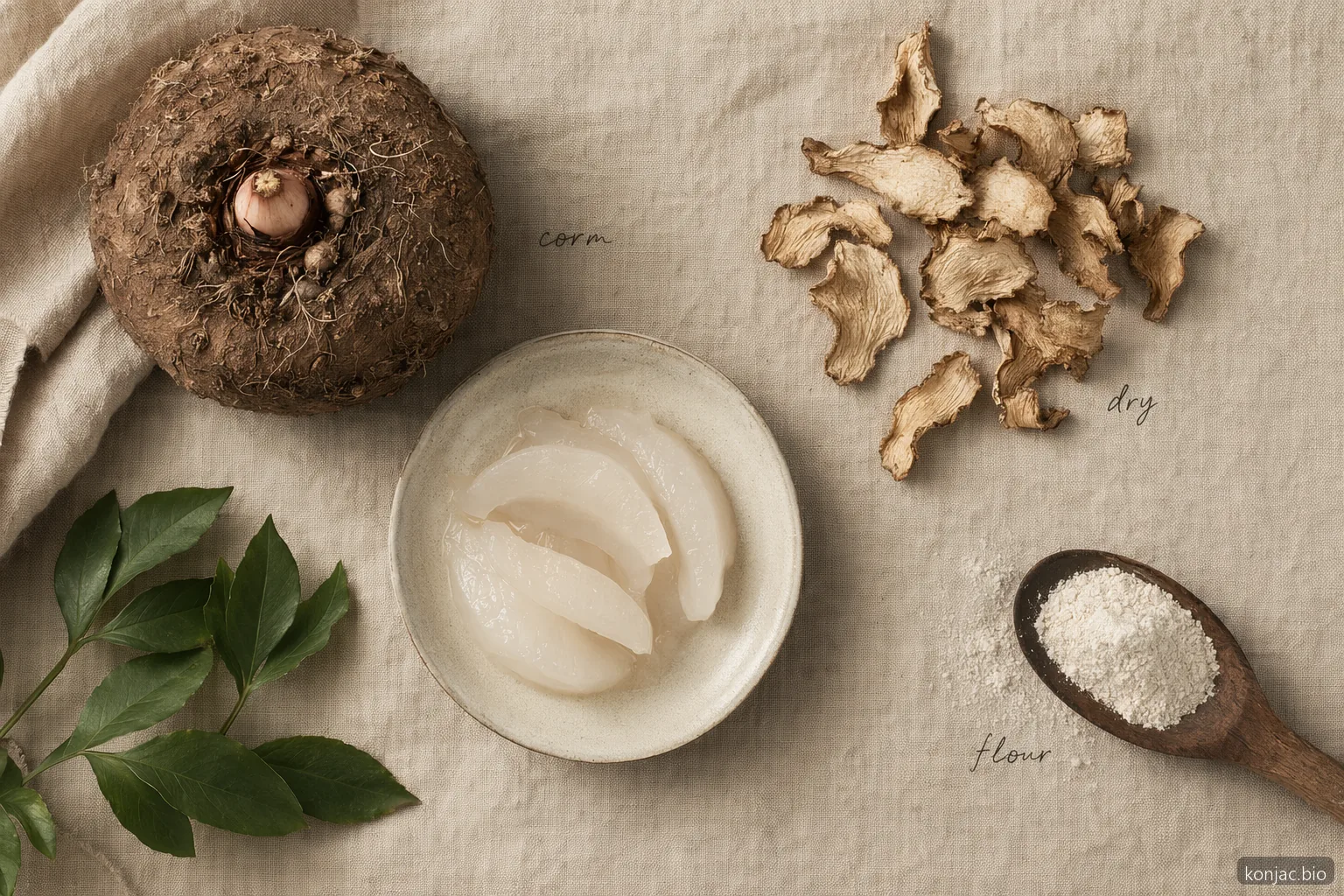 konjac flour made from corm becomes flour by washing, slicing, drying, and milling the fiber-rich corm