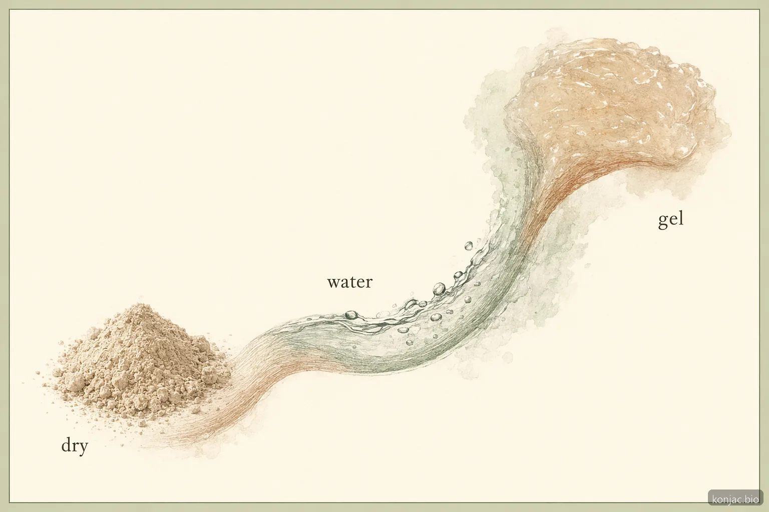 weight loss with glucomannan requires enough water because dry powder hydrates into a thick gel before meals