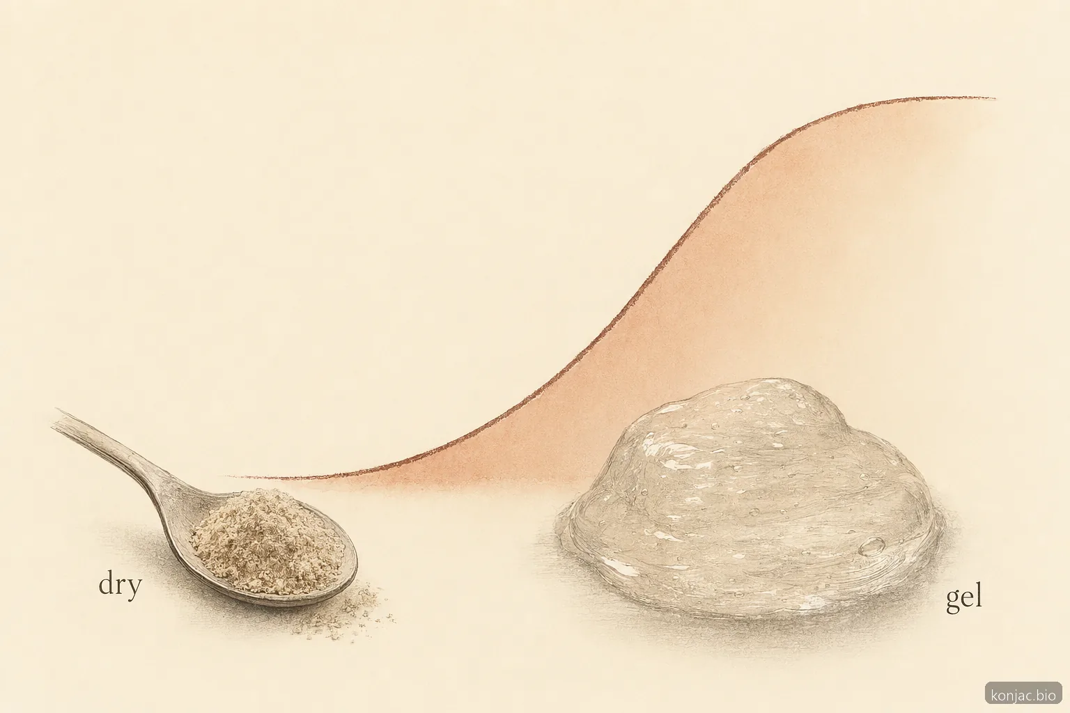konjac root fiber absorbs water and forms a thick gel, explaining its texture benefits and hydration safety advice