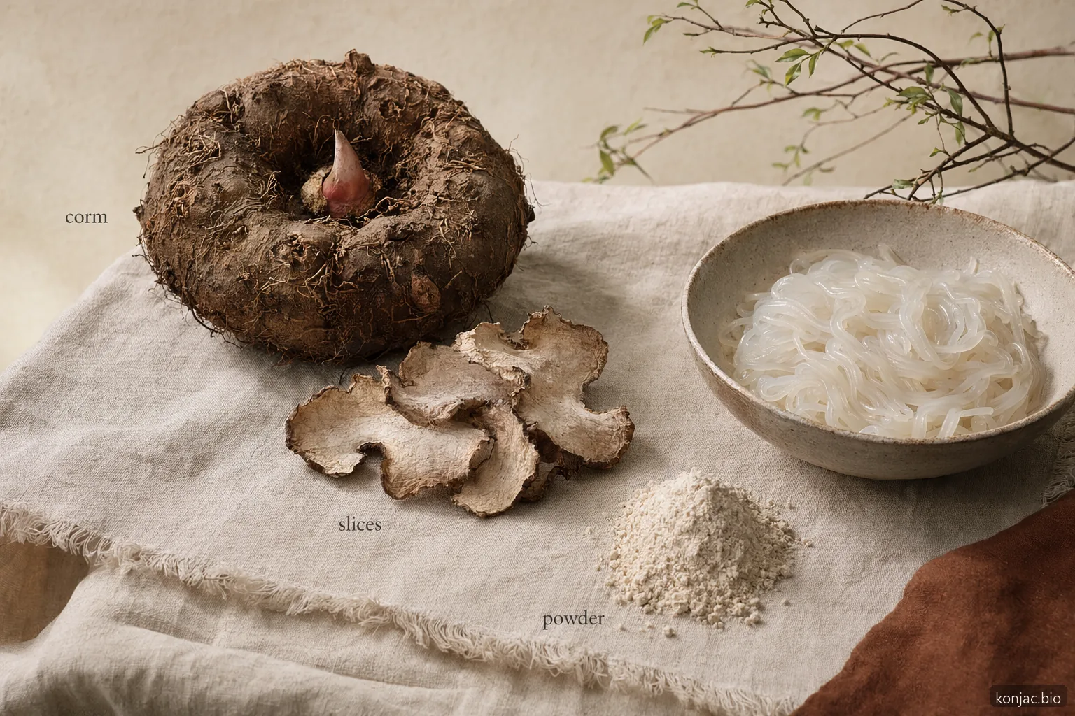 root of konjac processing still life shows corm sliced, dried, and milled before powder and noodles
